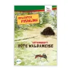 Aktionsheft Rote Waldameise