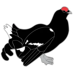 Ansteckpin Birkhuhn