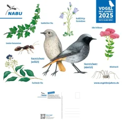 Aufkleber-Postkarte - Vogel des Jahres 2025 – Der Hausrotschwanz