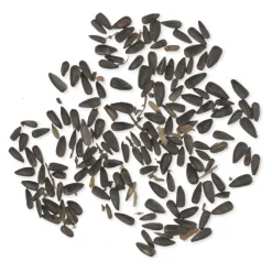 Bio Schwarze Sonnenblumenkerne 2,5 kg
