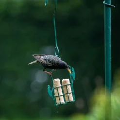 Energierollen mit Insektenfett (6 Stück)
