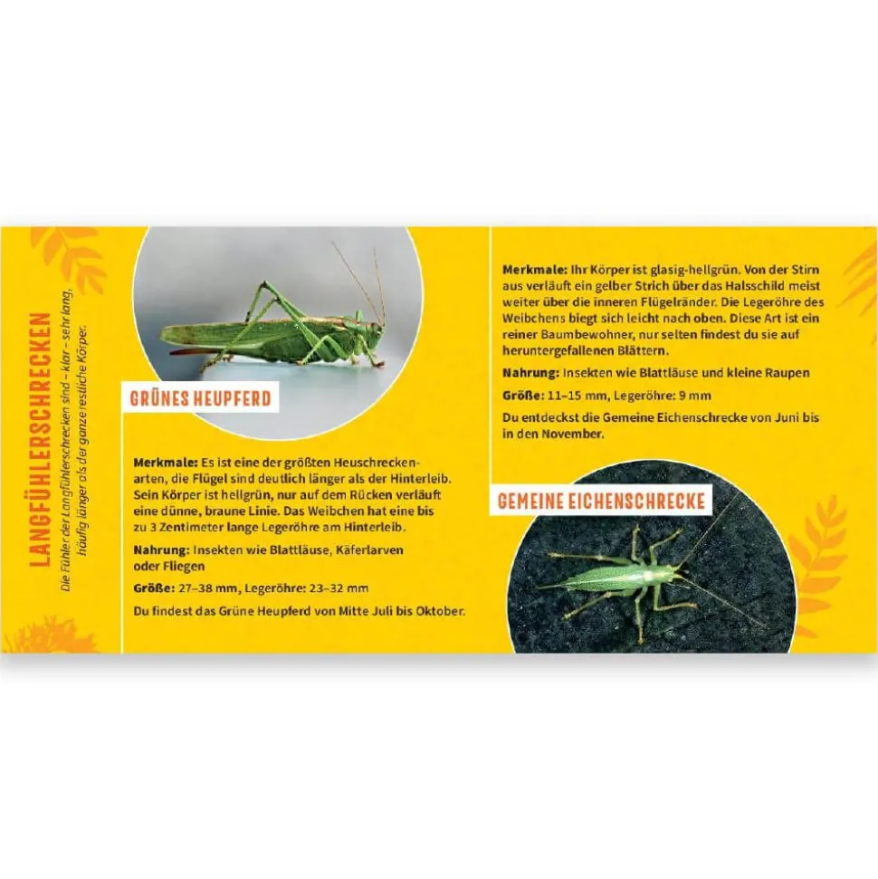 Heuschreckenbestimmungshilfe