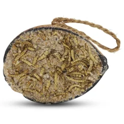Kokosnuss mit Mehlwürmern, halb