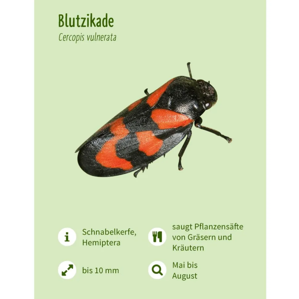 Leporello Insekten - Das Who-is-Who des Insektensommers