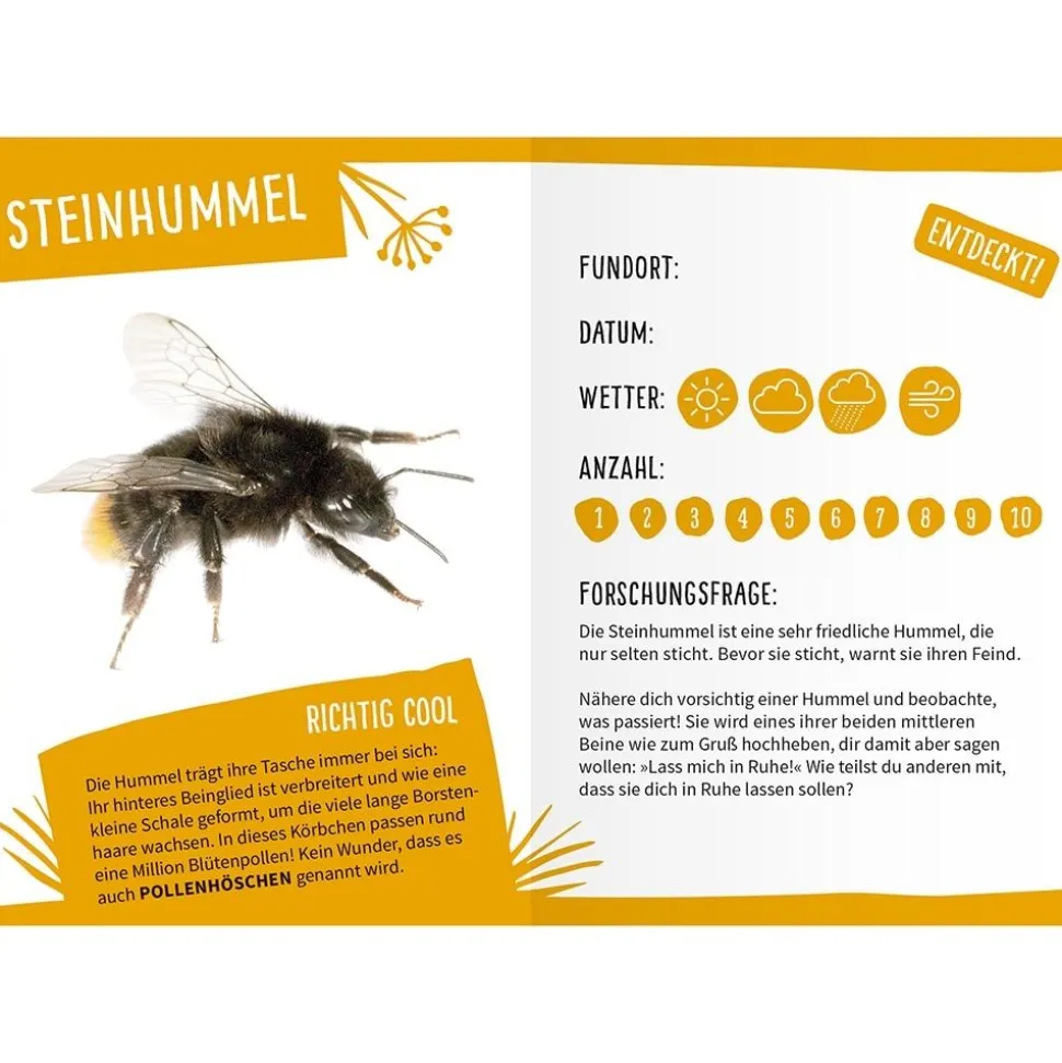 Mein Insektenbüchlein