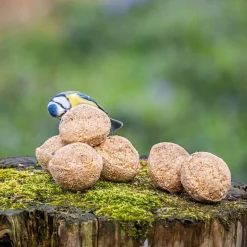 Meisenknödel mit Insektenfett, 6 Stück