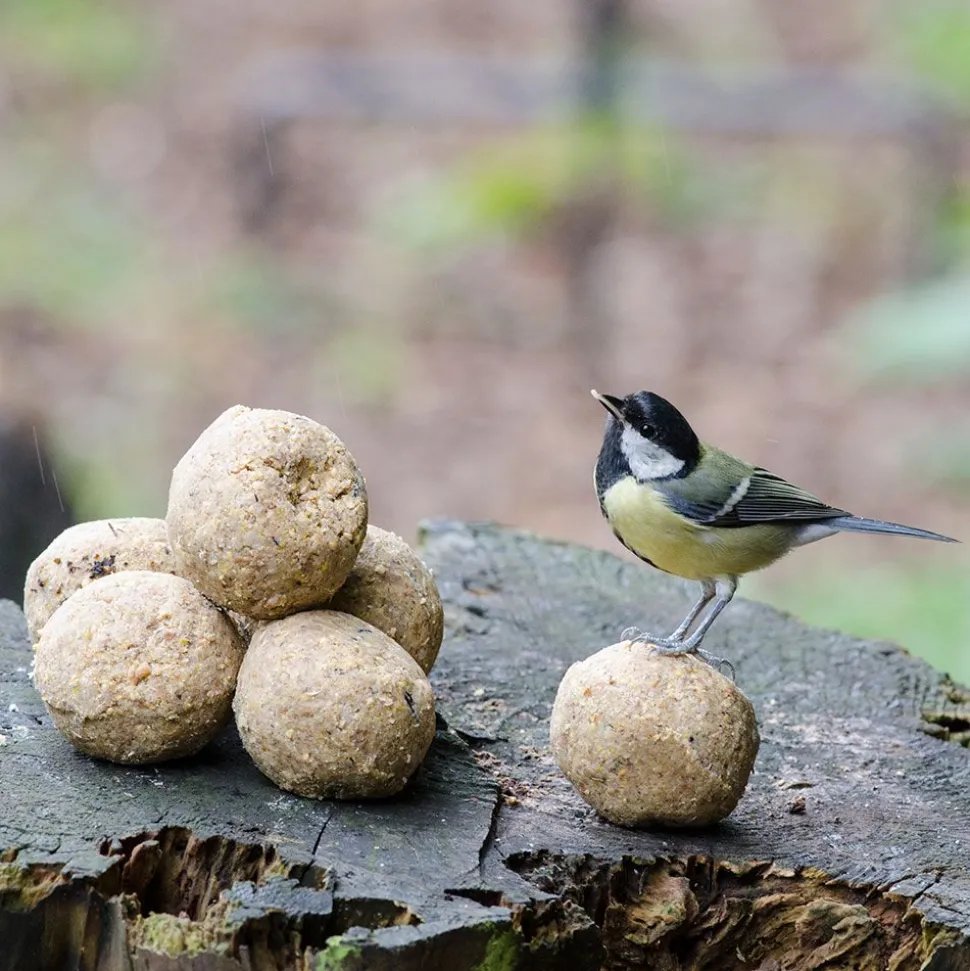 Meisenknödel mit Mehlwürmern, 6 Stück