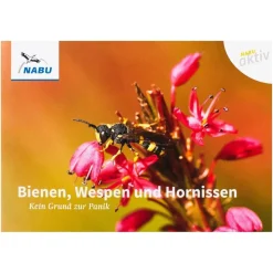 NABU aktiv: Bienen, Wespen und Hornissen – Kein Grund zur Panik