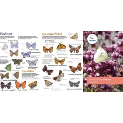NABU Bestimmungskarte: Schmetterlinge