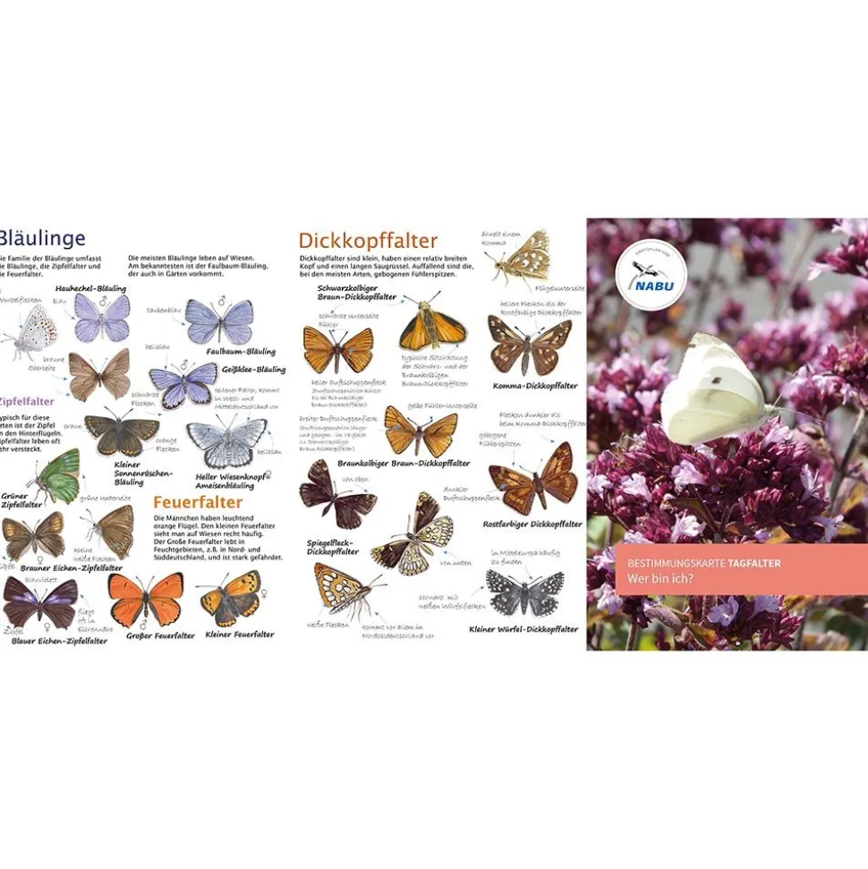 NABU Bestimmungskarte: Schmetterlinge