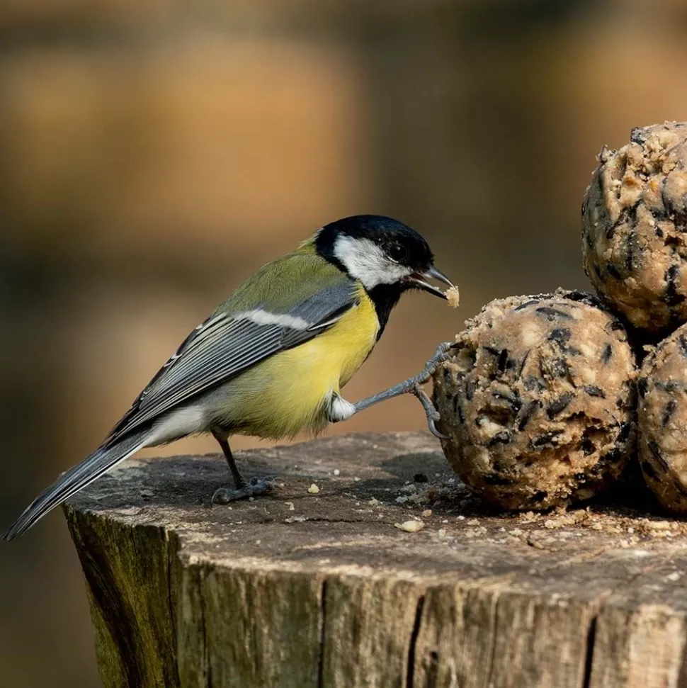 Premium-Meisenknödel, 6 Stück