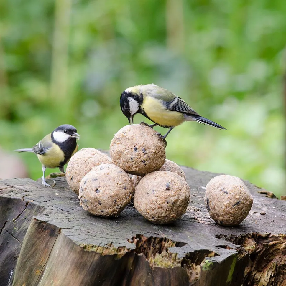 Premium-Meisenknödel mit Insekten, 6 Stück