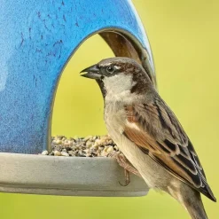 Samen-Mix für kleine Vögel, 2,5 - 10 kg