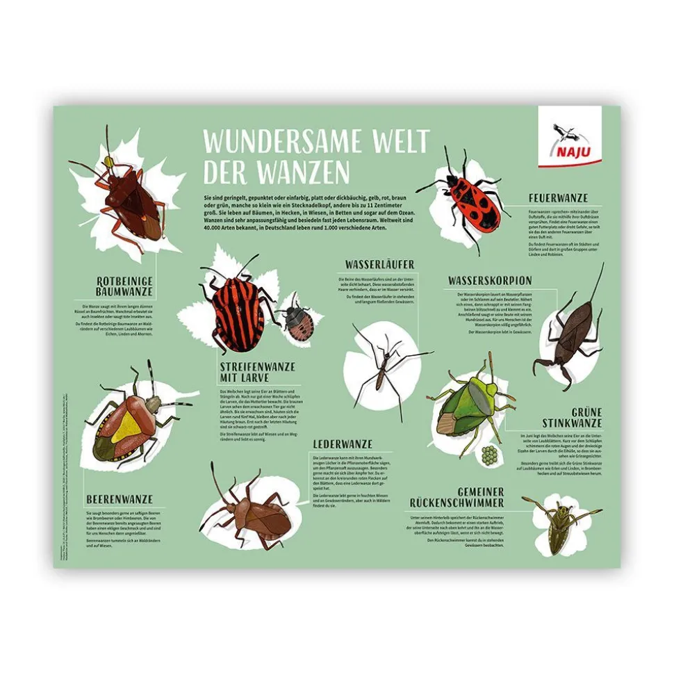 Wundersame Welt der Wanzen: Poster